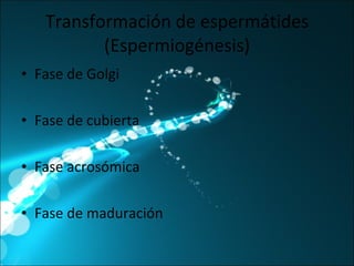 Transformación de espermátides (Espermiogénesis) Fase de Golgi Fase de cubierta Fase acrosómica Fase de maduración 
