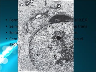 Fase de Golgi Formación de enzimas hidrolíticas en el R.E.R Se modifican en el A.G y la red de Golgi trans Se forman los gránulos preacrosómicos Centriólos se alejan del nucleo y forman el axonema flagelar 