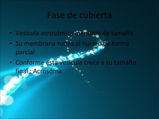 Fase de cubierta Vesicula acrosómica aumenta de tamaño Su membrana rodea al nucleo de forma parcial Conforme esta vesicula crece a su tamaño final : Acrosóma 