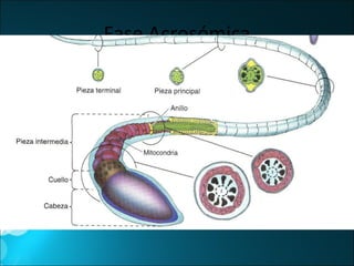 Fase Acrosómica El núcleo se condensa, la célula se alarga y mitocondrias cambian de sitio Microtúbulos se ensamblan para formar : Manguito El manguito se desensambla de microtubulos, donde su sitio es ocupado por el anillo Se forma una vaina mitocondrial alrededor del axonema Nueve columnas de fibras densas externas se forman alrededor del axonema  