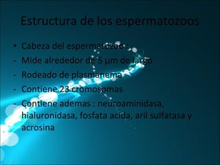 Estructura de los espermatozoos Cabeza del espermatozoo : Mide alrededor de 5  μ m de largo Rodeado de plasmanema Contiene 23 cromosomas Contiene ademas : neuroaminidasa, hialuronidasa, fosfata acida, aril sulfatasa y acrosina 