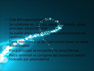 Cola del espermatozoo : Se subdivide en : Cuello, pieza intermedia, pieza principal, pieza terminal Su cuello pieza conectora que se encuentran los centriolos Pieza intermedia se caracteriza por tener su vaina mitocondrial Pieza principal se encuentra la vaina fibrosa Pieza terminal se compone del axonema central rodeado por plasmalema 
