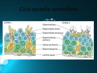 Ciclo epitelio seminífero 