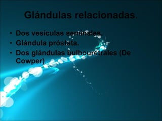 Glándulas   relacionadas . Dos vesículas seminales. Glándula próstata. Dos glándulas bulbouretrales (De Cowper) 