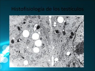 Histofisiología de los testículos 
