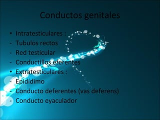 Conductos genitales Intratesticulares : Tubulos rectos Red testicular Conductillos eferentes Extratesticulares : Epidídimo Conducto deferentes (vas deferens) Conducto eyaculador 