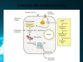 Síntesis de testosterona 
