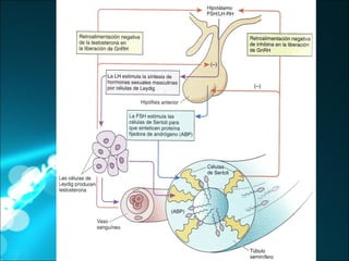 Control hormonal de espermatogénesis 