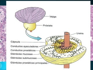 Glándulas genitales accesorias Vesicula seminal Próstata Glandulas bulbouretrales 