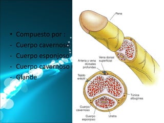 Pene Compuesto por : Cuerpo cavernoso Cuerpo esponjoso Cuerpo cavernoso uretral Glande 