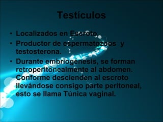 Testículos Localizados en Escroto. Productor de espermatozoos  y testosterona. Durante embriogénesis, se forman retroperitonealmente al abdomen. Conforme descienden al escroto llevándose consigo parte peritoneal, esto se llama Túnica vaginal. 