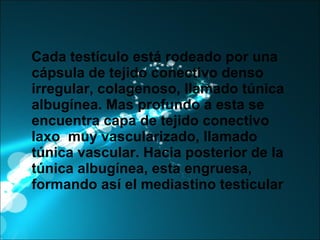 Cada testículo está rodeado por una cápsula de tejido conectivo  denso irregular, colagenoso, llamado túnica albugínea. Mas profundo a esta se encuentra capa de tejido conectivo laxo  muy vascularizado, llamado túnica vascular. Hacia posterior de la túnica albugínea, esta engruesa, formando así el mediastino testicular 
