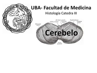 UBA- Facultad de Medicina
Histología Catedra III
Cerebelo
 