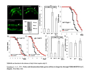 NHR-80 can function in the absence of daf-16 but requires daf-12.

Goudeau J. et al., 2011. Fatty acid desaturation links germ cell loss to longevity through NHR-80/HNF4 in C.
elegans. PLoS Biol. ;9(3)
 