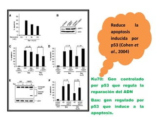 Reduce     la
            apoptosis
            inducida por
            p53 (Cohen et
            al., 2004)




Ku70:   Gen     controlado
por p53 que regula la
reparación del ADN

Bax: gen regulado por
p53   que    induce   a     la
apoptosis.
 