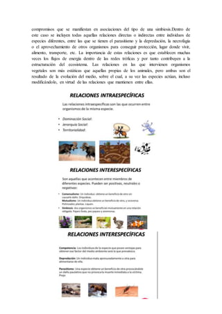 compromisos que se manifiestan en asociaciones del tipo de una simbiosis.Dentro de
este caso se incluyen todas aquellas relaciones directas o indirectas entre individuos de
especies diferentes, entre las que se tienen el parasitismo y la depredación, la necrofagia
o el aprovechamiento de otros organismos para conseguir protección, lugar donde vivir,
alimento, transporte, etc. La importancia de estas relaciones es que establecen muchas
veces los flujos de energía dentro de las redes tróficas y por tanto contribuyen a la
estructuración del ecosistema. Las relaciones en las que intervienen organismos
vegetales son más estáticas que aquellas propias de los animales, pero ambas son el
resultado de la evolución del medio, sobre el cual, a su vez las especies actúan, incluso
modificándolo, en virtud de las relaciones que mantienen entre ellas.
 
