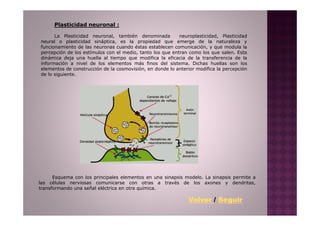 Plasticidad neuronal :

      La Plasticidad neuronal, también denominada          neuroplasticidad, Plasticidad
neural o plasticidad sináptica, es la propiedad que emerge de la naturaleza y
funcionamiento de las neuronas cuando éstas establecen comunicación, y que modula la
percepción de los estímulos con el medio, tanto los que entran como los que salen. Esta
dinámica deja una huella al tiempo que modifica la eficacia de la transferencia de la
información a nivel de los elementos más finos del sistema. Dichas huellas son los
elementos de construcción de la cosmovisión, en donde lo anterior modifica la percepción
de lo siguiente.




      Esquema con los principales elementos en una sinapsis modelo. La sinapsis permite a
las células nerviosas comunicarse con otras a través de los axones y dendritas,
transformando una señal eléctrica en otra química.

                                                              Volver / Seguir
 