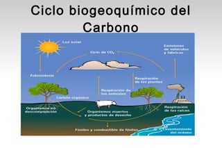 Ciclo biogeoquímico del
        Carbono
 