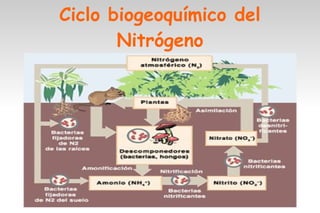 Ciclo biogeoquímico del
       Nitrógeno
 