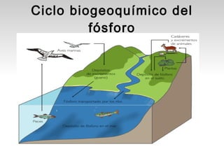 Ciclo biogeoquímico del
         fósforo
 