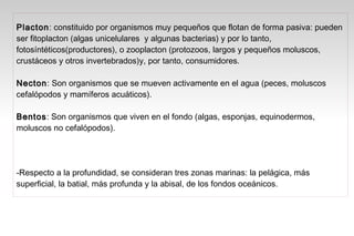 Placton: constituido por organismos muy pequeños que flotan de forma pasiva: pueden
Placton
ser fitoplacton (algas unicelulares y algunas bacterias) y por lo tanto,
fotosíntéticos(productores), o zooplacton (protozoos, largos y pequeños moluscos,
crustáceos y otros invertebrados)y, por tanto, consumidores.

Necton: Son organismos que se mueven activamente en el agua (peces, moluscos
Necton
cefalópodos y mamíferos acuáticos).

Bentos: Son organismos que viven en el fondo (algas, esponjas, equinodermos,
Bentos
moluscos no cefalópodos).




-Respecto a la profundidad, se consideran tres zonas marinas: la pelágica, más
superficial, la batial, más profunda y la abisal, de los fondos oceánicos.
 
