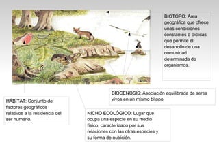 BIOTOPO: Área
                                                                      BIOTOPO
                                                                      geográfica que ofrece
                                                                      unas condiciones
                                                                      constantes o cíclicas
                                                                      que permite el
                                                                      desarrollo de una
                                                                      comunidad
                                                                      determinada de
                                                                      organismos.




                                            BIOCENOSIS: Asociación equilibrada de seres
                                            BIOCENOSIS
HÁBITAT: Conjunto de
HÁBITAT                                     vivos en un mismo bitopo.
factores geográficos
relativos a la residencia del   NICHO ECOLÓGICO: Lugar que
                                         ECOLÓGICO
ser humano.                     ocupa una especie en su medio
                                físico, caracterizado por sus
                                relaciones con las otras especies y
                                su forma de nutrición.
 
