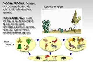 CADENA TRÓFICA: En la que
 CADENA TRÓFICA: En la que
cada grupo se alimenta del
 cada grupo se alimenta del        CADENA TRÓFICA
anterior yysirve de alimento al
 anterior sirve de alimento al
siguiente.
 siguiente.

REDES TRÓFICAS: Donde
 REDES TRÓFICAS: Donde
una especie puede alimentarse
 una especie puede alimentarse
de otras especies que
 de otras especies que
pertenecen aadiferentes cadenas,
 pertenecen diferentes cadenas,
yyaasu vez, puede servir de
     su vez, puede servir de
alimento aadistintas especies.
 alimento distintas especies.


 RED
 TRÓFICA
 