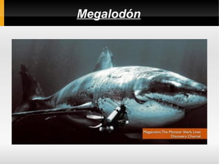 Megalodón
 