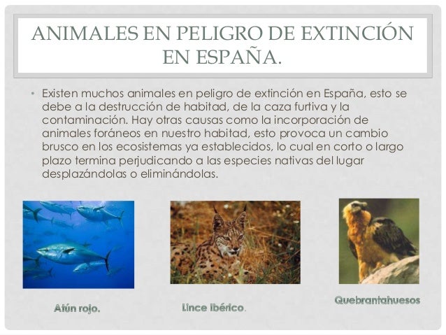 Ensayo De Los Animales En Peligro De Extinción Trabajo informática power point.