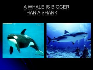 A WHALE IS BIGGER
THAN A SHARK
 