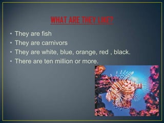 • They are fish
• They are carnivors
• They are white, blue, orange, red , black.
• There are ten million or more.
 