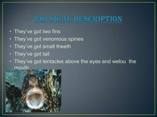 • They’ve got two fins
• They’ve got venomous spines
• They’ve got small theeth
• They’ve got tail
• They’ve got tentacles...