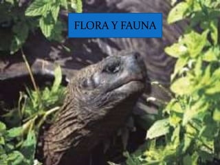 FLORA Y FAUNA
 