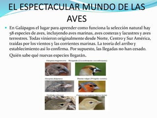EL ESPECTACULAR MUNDO DE LAS
AVES
 En Galápagos el lugar para aprender como funciona la selección natural hay
58 especies de aves, incluyendo aves marinas, aves costeras y lacustres y aves
terrestres. Todas vinieron originalmente desde Norte, Centro y Sur América,
traídas por los vientos y las corrientes marinas. La teoría del arribo y
establecimiento así lo confirma. Por supuesto, las llegadas no han cesado.
Quién sabe qué nuevas especies llegarán.
 