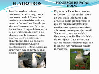 EL ALBATROS PIQUEROS DE PATAS
ROJAS
 Los albatros dejan la isla a
comienzos de enero y regresan a
comienzos de abril. Siguen las
corrientes marinas frías hacia las
costas de Sudamérica. Cuando los
vientos alisios retornan, éstos no
traen solamente aguas frías repletas
de nutrientes, sino también a los
albatros. Una de las características
especiales de los albatros es el
alimento que dan a sus polluelos:
¡aceite de pescado! Una gran
adaptación para los largos viajes que
emprenden para alimentarse en el
océano.
 Piqueros de Patas Rojas, son los
únicos con patas prensiles. Viven
en árboles de Palo Santo o en
arbustos. Es un grupo precoz, ya
que los piqueros de patas rojas
comienzan a aparearse mientras
aún conservan su plumaje juvenil
Son más abundantes en Isla
Genovesa, también llamada la Isla
de los Pájaros. Cabe mencionar
que los piqueros de patas rojas son
la especie más numerosa pero la
menos vista.
 