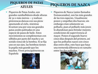 PIQUEROS DE PATAS
AZULES
PIQUEROS DE NAZCA
 Piqueros de Patas Azules, son
grandes zambullidores desde alturas
de 30 o más metros -- y realizan
pintorescas danzas con sus picos
apuntando al cielo, mientras
levantan una por una sus grandes
patas azules palmadas en una
especie de pasos de baile. Estos
movimientos se complementan con
silbidos por parte del macho y un
sonido ronco de la hembra. Si se fija
uno en sus ojos, las hembras tienen
la pupila más grande que los
machos. Viven principalmente en
Española
 Piqueros de Nazca (antes llamados
Enmascarados), son los más grandes
de las tres especies. Usualmente
ponen y empollan dos huevos; sin
embargo crían solamente un
polluelo, pues al polluelo más joven
lo abandonan para brindar mejores
condiciones de supervivencia al
mayor. Ponen el segundo huevo
cinco días después del primero, así
que los polluelos nacen con cinco
días entre ellos, esto hace que haya
una tremenda diferencia en tamaño
entre los dos polluelos.
 