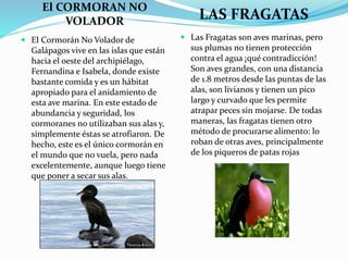 El CORMORAN NO
VOLADOR LAS FRAGATAS
 El Cormorán No Volador de
Galápagos vive en las islas que están
hacia el oeste del archipiélago,
Fernandina e Isabela, donde existe
bastante comida y es un hábitat
apropiado para el anidamiento de
esta ave marina. En este estado de
abundancia y seguridad, los
cormoranes no utilizaban sus alas y,
simplemente éstas se atrofiaron. De
hecho, este es el único cormorán en
el mundo que no vuela, pero nada
excelentemente, aunque luego tiene
que poner a secar sus alas.
 Las Fragatas son aves marinas, pero
sus plumas no tienen protección
contra el agua ¡qué contradicción!
Son aves grandes, con una distancia
de 1.8 metros desde las puntas de las
alas, son livianos y tienen un pico
largo y curvado que les permite
atrapar peces sin mojarse. De todas
maneras, las fragatas tienen otro
método de procurarse alimento: lo
roban de otras aves, principalmente
de los piqueros de patas rojas
 