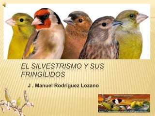 EL SILVESTRISMO Y SUS
FRINGÍLIDOS
 J . Manuel Rodríguez Lozano
 