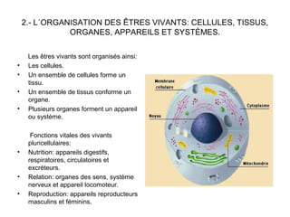 2.- L´ORGANISATION DES ÊTRES VIVANTS: CELLULES, TISSUS,
ORGANES, APPAREILS ET SYSTÈMES.
Les êtres vivants sont organisés ainsi:
• Les cellules.
• Un ensemble de cellules forme un
tissu.
• Un ensemble de tissus conforme un
organe.
• Plusieurs organes forment un appareil
ou système.
Fonctions vitales des vivants
pluricellulaires:
• Nutrition: appareils digestifs,
respiratoires, circulatoires et
excréteurs.
• Relation: organes des sens, système
nerveux et appareil locomoteur.
• Reproduction: appareils reproducteurs
masculins et féminins.
 
