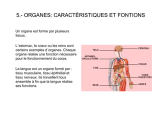 5.- ORGANES: CARACTÈRISTIQUES ET FONTIONS
Un organe est forme par plusieurs
tissus.
L´estomac, le coeur ou les reins sont
certains exemples d´organes. Chaque
organe réalise une fonction nécessaire
pour le fonctionnement du corps.
La langue est un organe formé par :
tissu musculaire, tissu épithélial et
tissu nerveux. IIs travaillent tous
ensemble à fin que la langue réalise
ses fonctions.
 