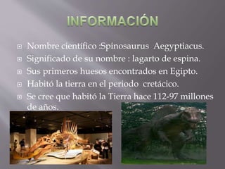  Nombre científico :Spinosaurus Aegyptiacus.
Significado de su nombre : lagarto de espina.
Sus primeros huesos encontrados en Egipto.
Habitó la tierra en el periodo cretácico.
Se cree que habitó la Tierra hace 112-97 millones
de años.