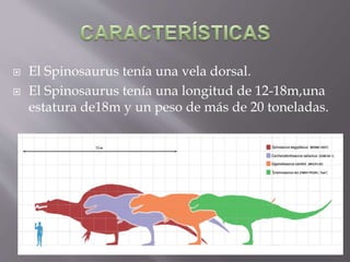 El Spinosaurus tenía una vela dorsal.
El Spinosaurus tenía una longitud de 12-18m,una
estatura de18m y un peso de más de 20 toneladas.