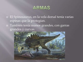  El Spinosaurus, en la vela dorsal tenía varias
espinas que la protegían.
También tenía manos grandes, con garras
grandes y curvas.