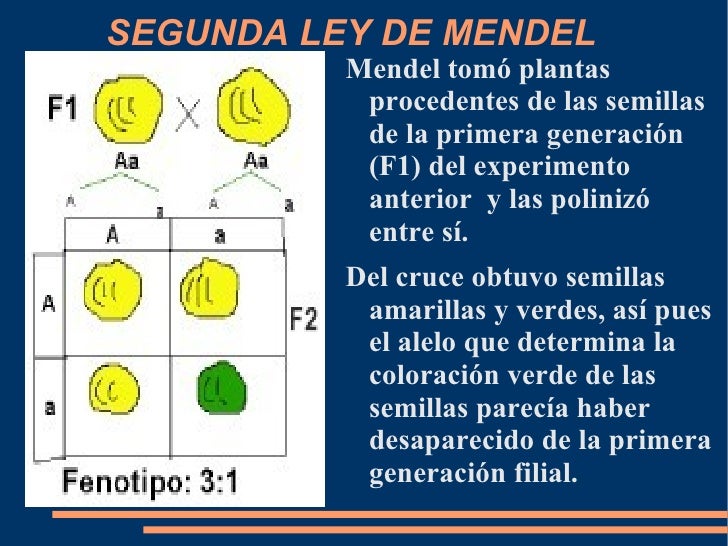 Trabajo Leyes De Mendel (Ely)