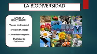 LA BIODIVERSIDAD
-¡QUE ES LA
BIODIVERSIDAD?
*Tipo de biodiversidad
-Diversidad Genética
–Diversidad de especies
-Diversidad de
Ecosistemas
 