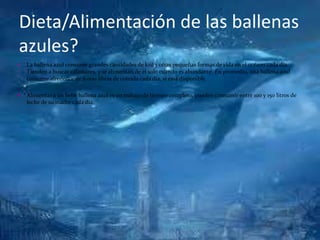 Dieta/Alimentación de las ballenas
azules?
 La ballena azul consume grandes cantidades de kril y otras pequeñas formas de vida en el océano cada día.
Tienden a buscar calamares, y se alimentan de él solo cuando es abundante. En promedio, una ballena azul
consume alrededor de 8.000 libras de comida cada día, si está disponible.
 Alimentar a un bebé ballena azul es un trabajo de tiempo completo, pueden consumir entre 100 y 150 litros de
leche de su madre cada día.
 