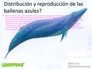 Distribución y reproducción de las
ballenas azules?
 Existen muchas subespecies de ballena azul, por lo que a menudo se confunden con otros tipos de ballenas.
Las encontrará principalmente en los océanos Atlántico y Pacífico. Algunos han sido identificados a lo largo
del Océano Indico. Solían encontrarse en todos los cuerpos de agua de océanos del mundo, pero las cifras han
caído demasiado abajo. Las ballenas azules tienen una temporada larga cuando se trata del proceso de
reproducción. Se inicia a finales del otoño y se extiende hasta el invierno. No tenemos mucha información
sobre el proceso usado para encontrar pareja. Las hembras maduran a cerca de los 10 años de edad y los
machos alrededor de los 12 años de edad. Una hembra va a tener una cría cada dos o tres años. Las crías miden
cerca de 23 pies de largo al nacer y pueden pesar hasta tres toneladas.
 