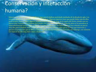 Conservación y interacción
humana?
 Esfuerzos de conservación han estado en vigor para la ballena azul desde mediados de la década de 1960. Los
números ahora son de alrededor de 12.000 individuos. Algunos expertos creen que puede haber más de ellos
en el océano. Esto se debe a algunos posibles avistamientos a lo largo de la región del Ártico, donde una vez
fueron muy comunes. Una ballena azul puede vivir una vida muy larga, de hasta 80 años en la naturaleza si
estos esfuerzos de conservación se siguen. Las interacciones con los seres humanos han cobrado un precio
muy alto para la ballena azul. Los números que se cazaban eran tan altos que la ley tuvo que intervenir, y
gracias a la protección que se llevó a cabo en 1966 no fueron llevadas a la extinción. Sin embargo, con números
tan bajos le ha sido muy duro volver a levantarse.
 