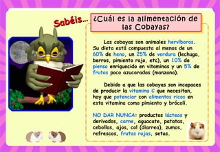 Sabéis…
Sabéis… ¿Cuál es la alimentación de
las Cobayas?
¿Cuál es la alimentación de
las Cobayas?
Las cobayas son animales hervíboros.
Su dieta está compuesta al menos de un
60% de heno, un 25% de verdura (lechuga,
berros, pimiento rojo, etc), un 10% de
pienso enriquecido en vitaminas y un 5% de
frutas poco azucaradas (manzana).
Debido a que las cobayas son incapaces
de producir la vitamina C que necesitan,
hay que potenciar con alimentos ricos en
esta vitamina como pimiento y brócoli.
NO DAR NUNCA: productos lácteos y
derivados, carne, aguacate, patatas,
cebollas, ajos, col (diarrea), zumos,
refrescos, frutas rojas, setas.
 