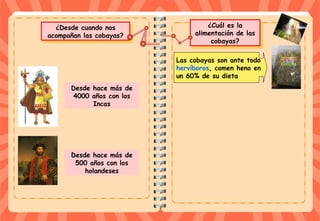 ¿Cuál es la
alimentación de las
cobayas?
¿Cuál es la
alimentación de las
cobayas?
¿Desde cuando nos
acompañan las cobayas?
¿Desde cuando nos
acompañan las cobayas?
Desde hace más de
4000 años con los
Incas
Desde hace más de
500 años con los
holandeses
Las cobayas son ante todo
hervíboros, comen heno en
un 60% de su dieta
 